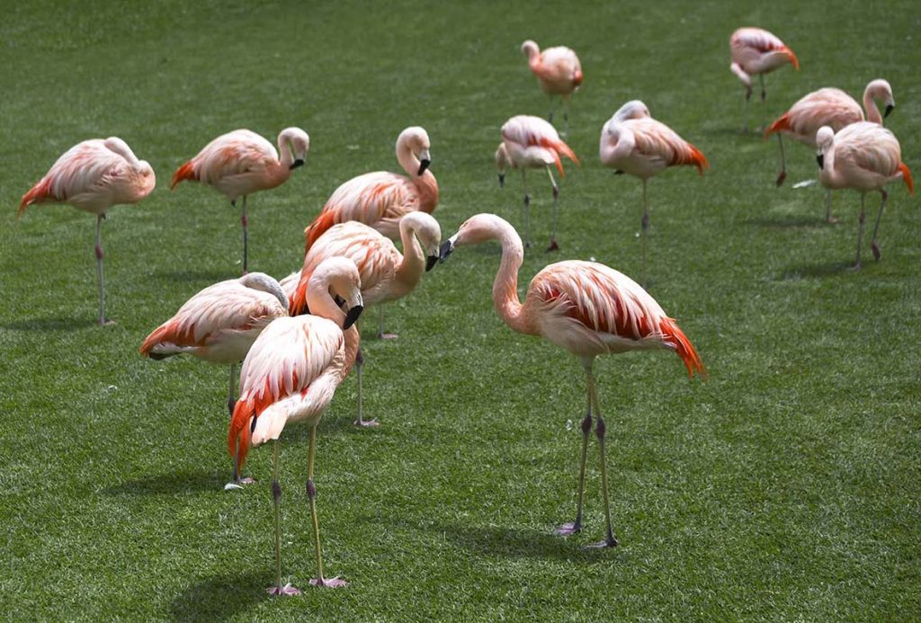 Flamencos y traje rosa en Loro Parque Tenerife en el blog increíble pero cierzo